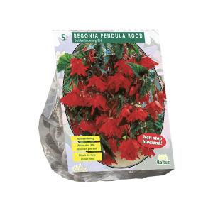 Baltus Begonia Pendula Rood bloembollen per 5 stuks